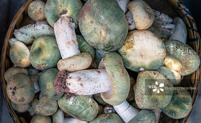 云南野生菌图片素材