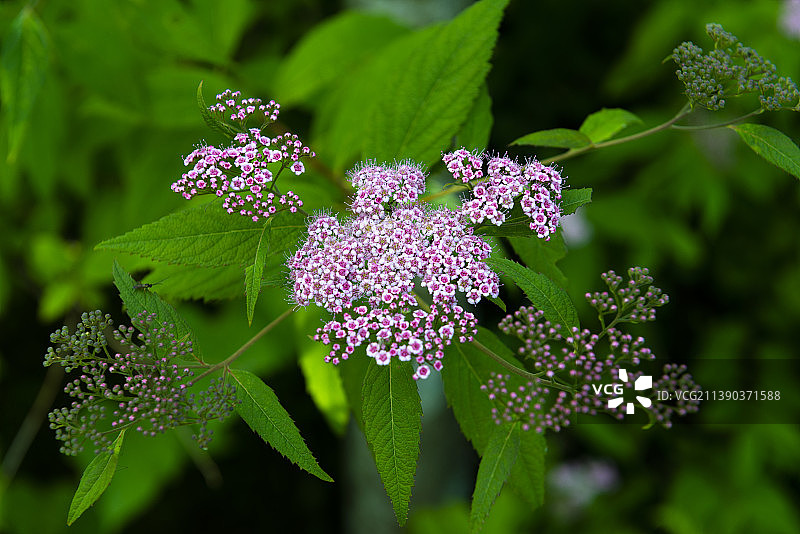 初夏山野里绽放的粉花绣线菊花儿图片素材