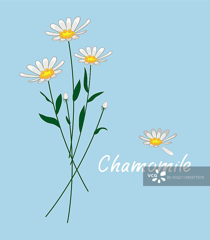 白色雏菊甘菊花图片素材