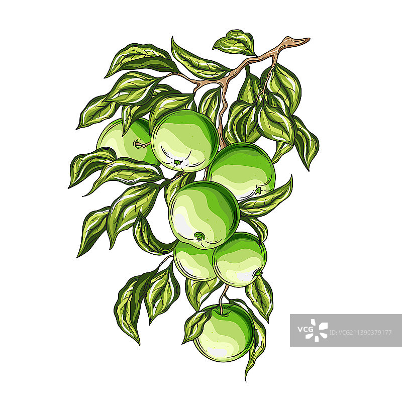 手绘绿色苹果树枝复古剪贴画图片素材