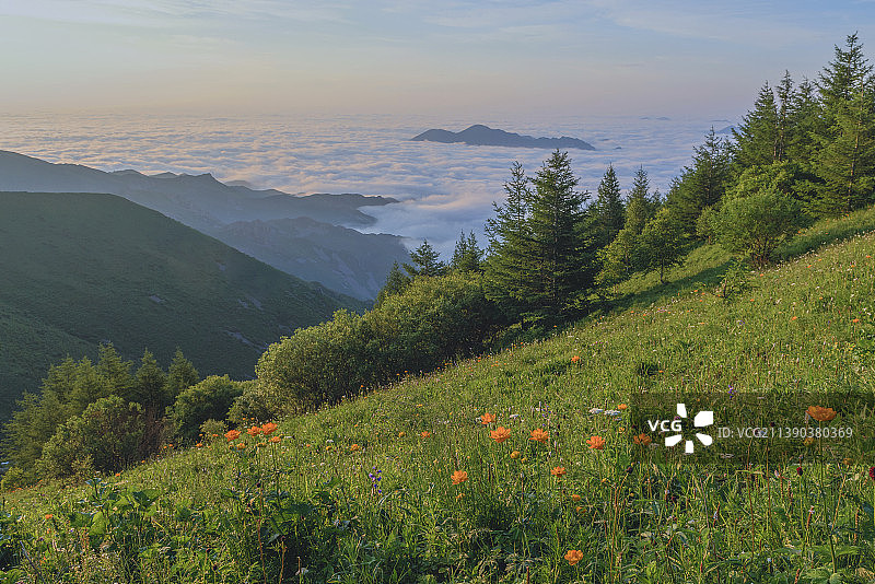 又是金莲花开季图片素材