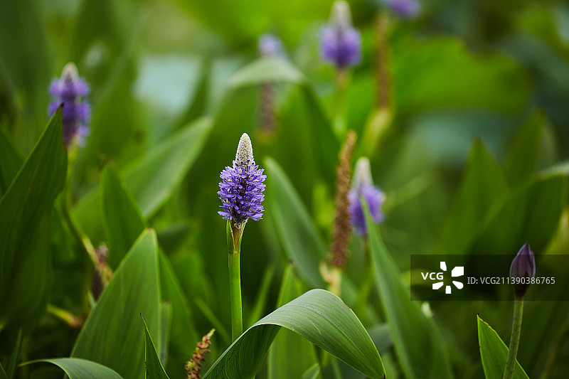 芜湖市雕塑公园的梭鱼草图片素材
