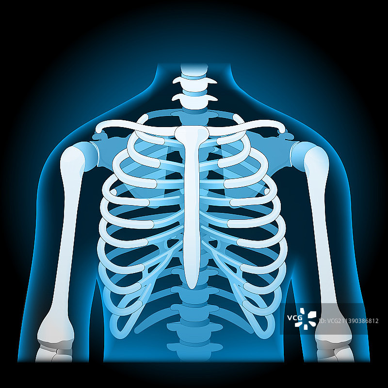 人体肋骨X光蓝色逼真躯干图片素材