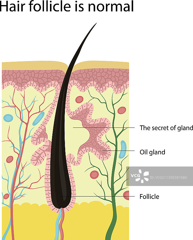 正常的毛囊是皮肤的结构图片素材