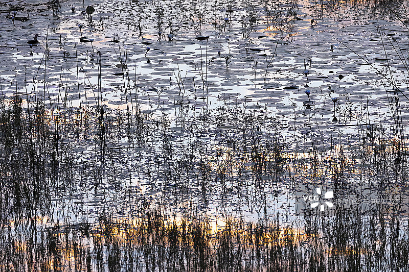 博茨瓦纳奥卡万戈三角洲：水面上的倒影、阳光和芦苇图片素材