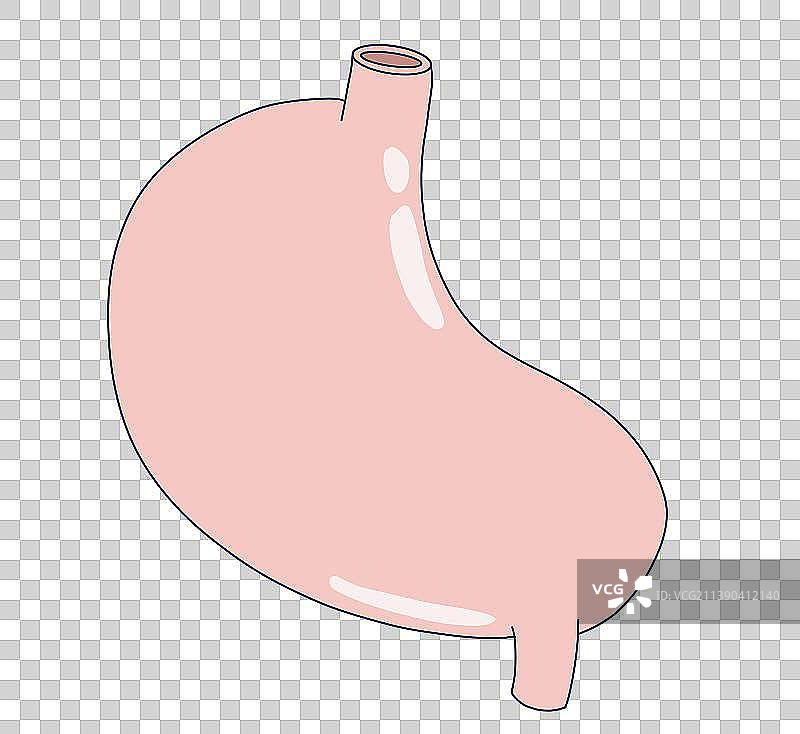 元素：胃图片素材