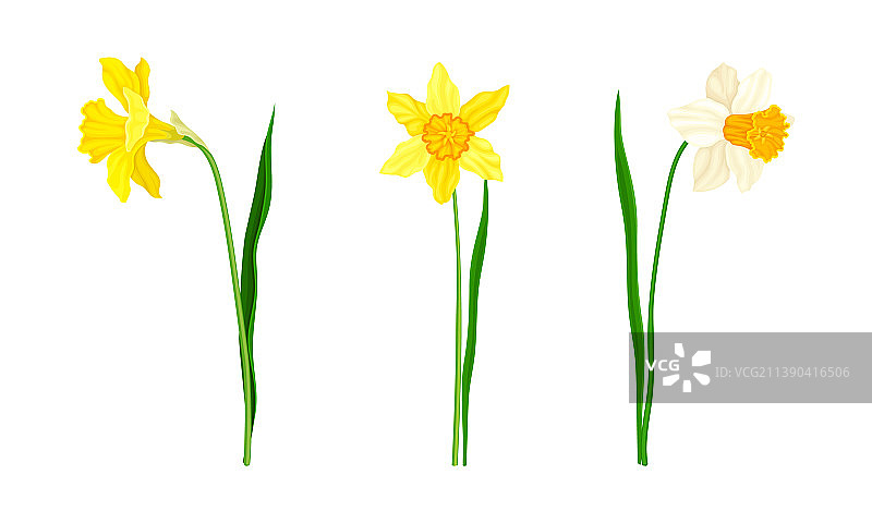 水仙花图片素材