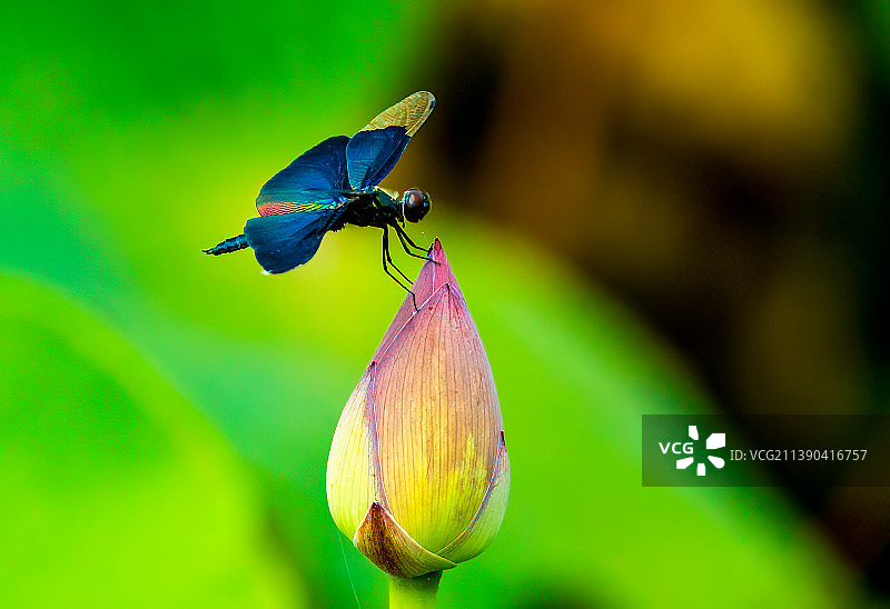 黑丽翅蜻熠熠生辉图片素材