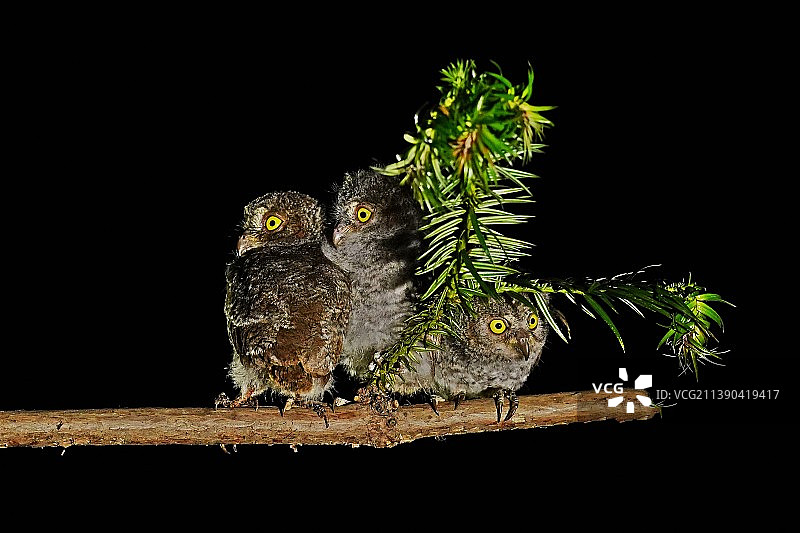 DSC07138萌猫三兄弟【雏鸟】图片素材