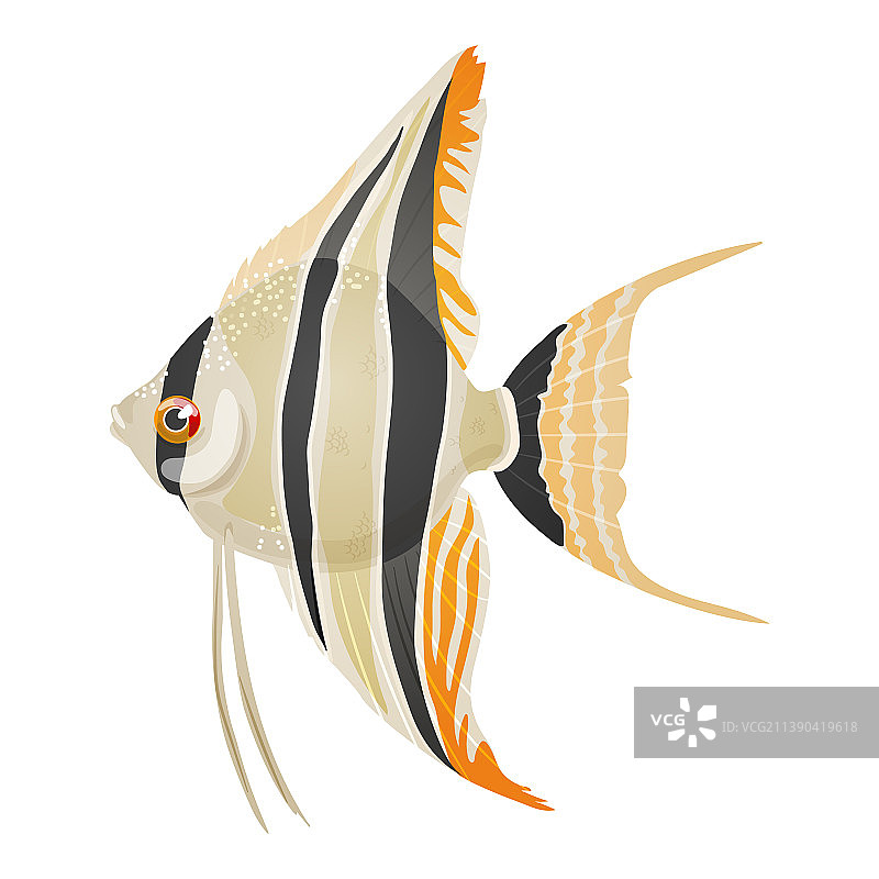 淡水水族箱照片图片素材