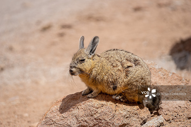 玻利维亚国家公园保护区内的野生龙猫 鼠兔图片素材