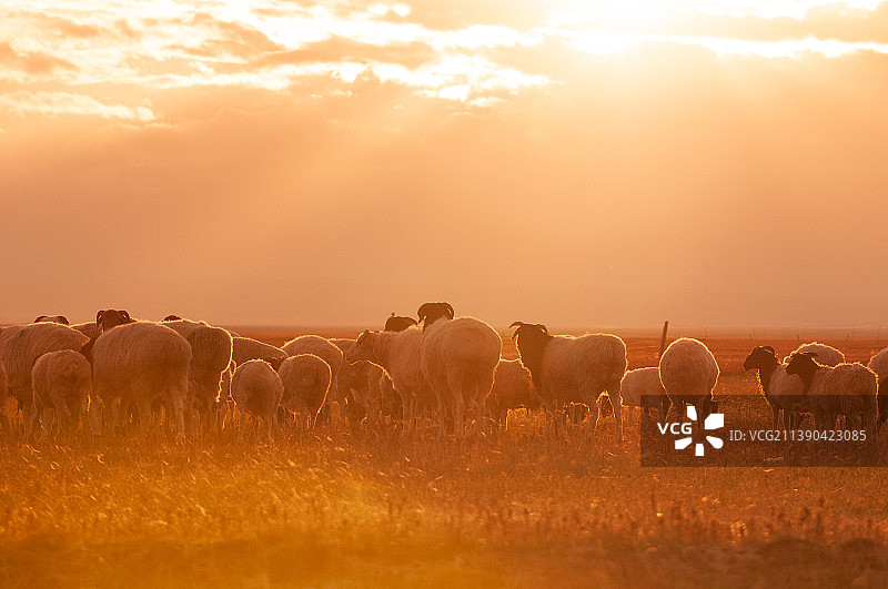 新疆独库公路傍晚耶稣光下的草原羊群图片素材