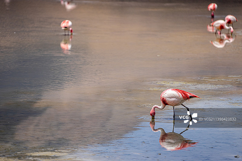 湖边的火烈鸟特写镜头 玻利维亚 国家公园保护区图片素材