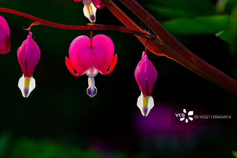 娇艳欲滴的荷包牡丹图片素材