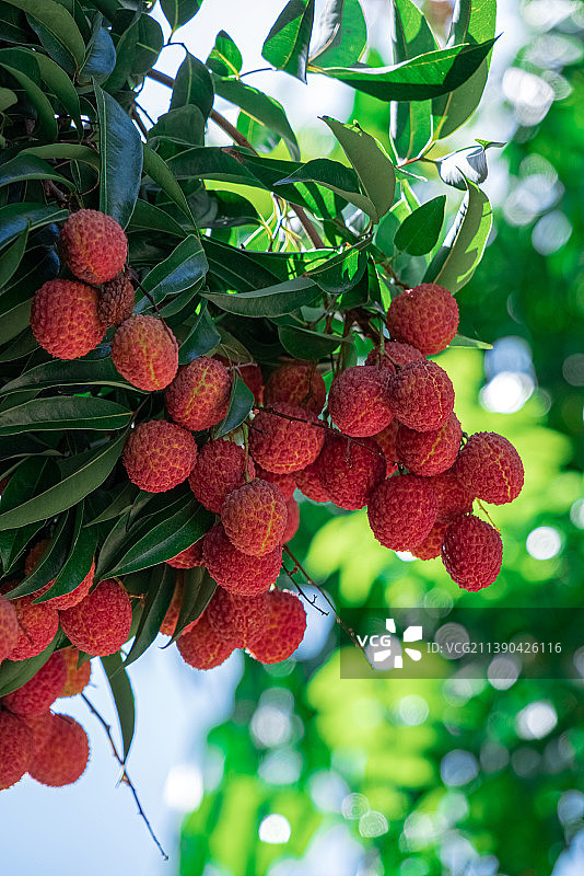 广西钦州灵山挂在枝头已成熟的荔枝图片素材