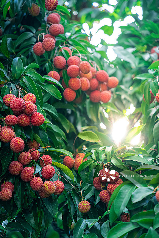 广西钦州灵山挂在枝头已成熟的荔枝图片素材