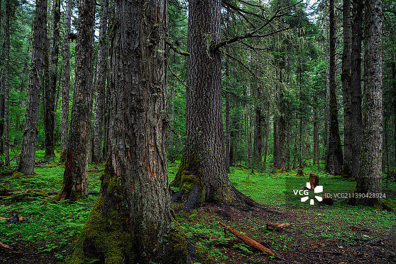 林芝新措景区内原始森林中的大树图片素材