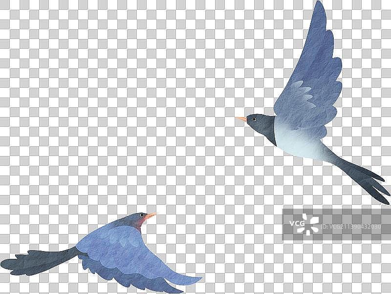 飞翔的喜鹊图片素材