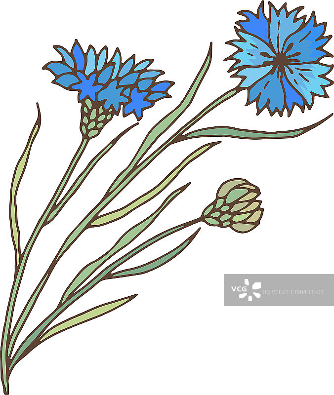 蓝色草甸矢车菊花图片素材