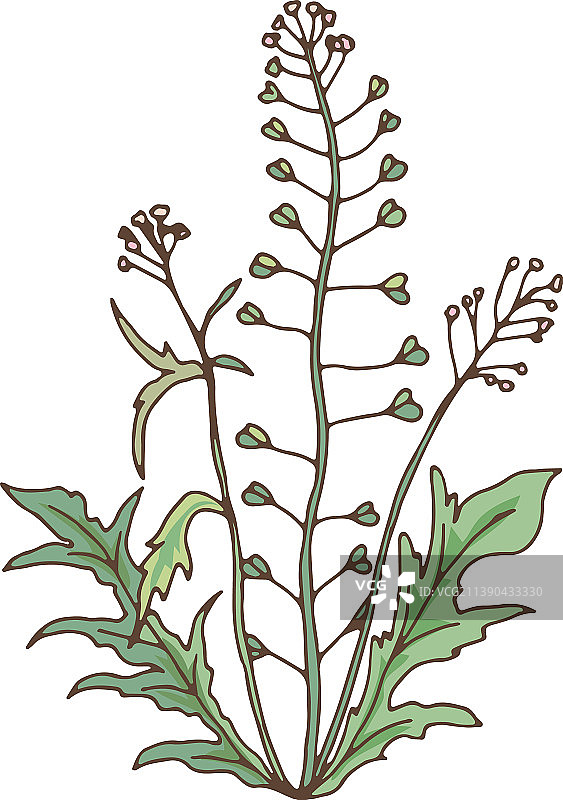 绿色草本植物开花荠菜图片素材