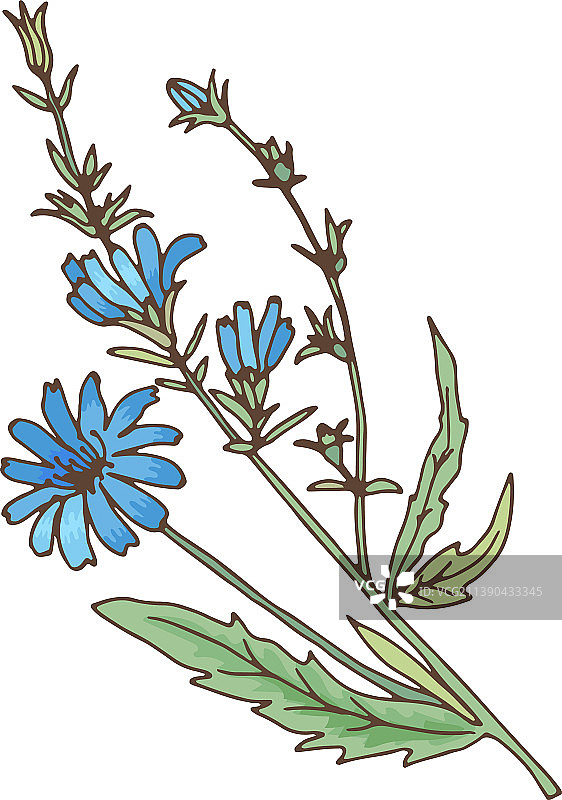 盛开蓝色花朵的菊苣图片素材