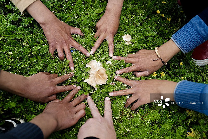 青海玉树囊谦三江源保护区内发现高原名贵食用菌黄蘑菇图片素材
