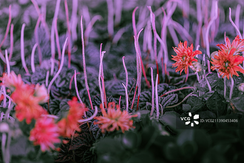 皱叶椒草图片素材