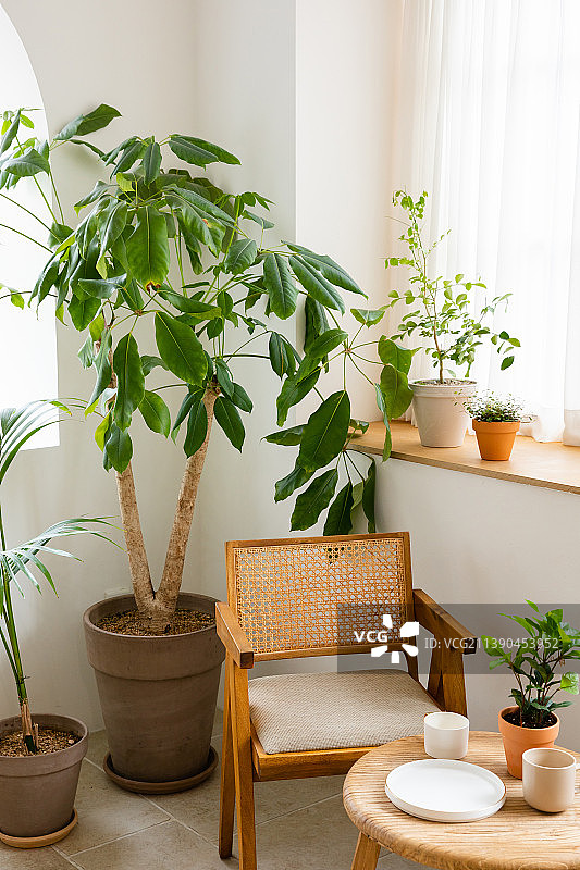 室内盆栽植物装饰图片素材