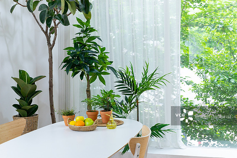 室内盆栽植物装饰图片素材