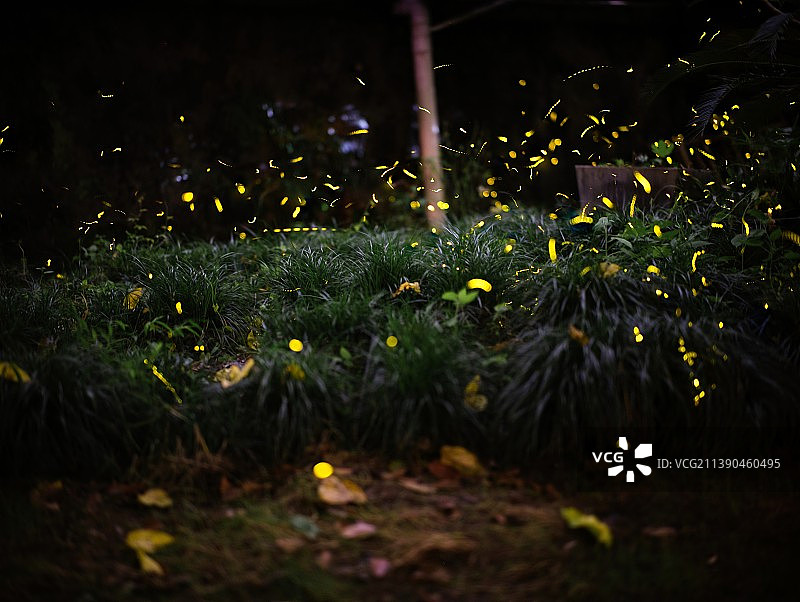 夏季萤火虫图片素材