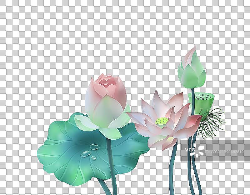 手绘荷花图片素材