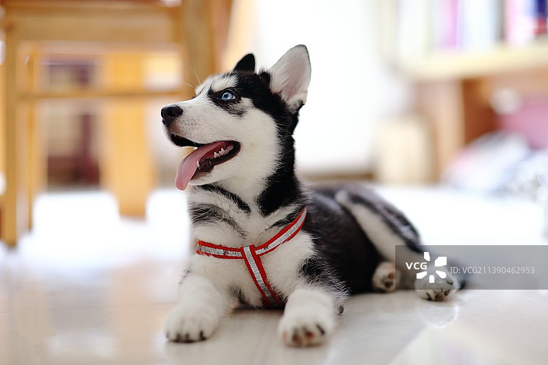 小哈士奇图片素材