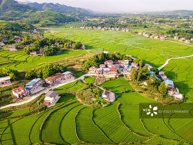 航拍阳光下的稻田与村庄图片素材