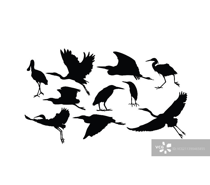 苍鹭和鹳鸟剪影图片素材