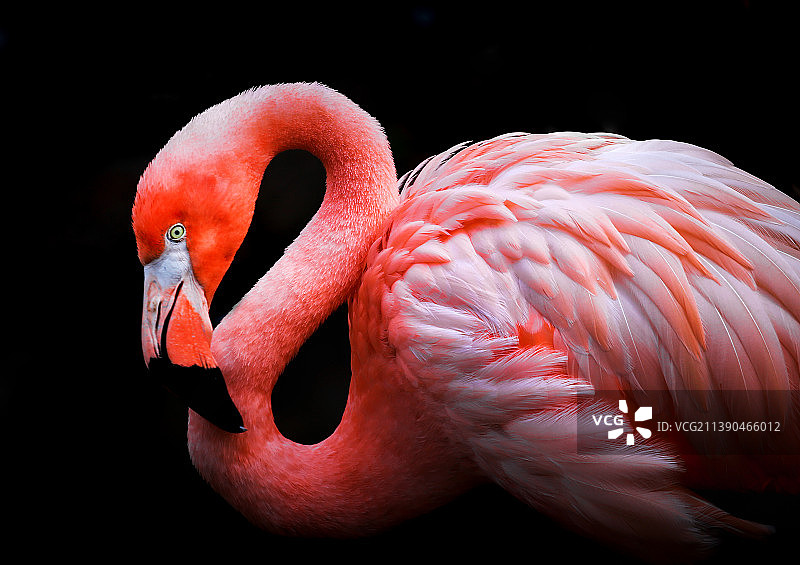 火烈鸟图片素材