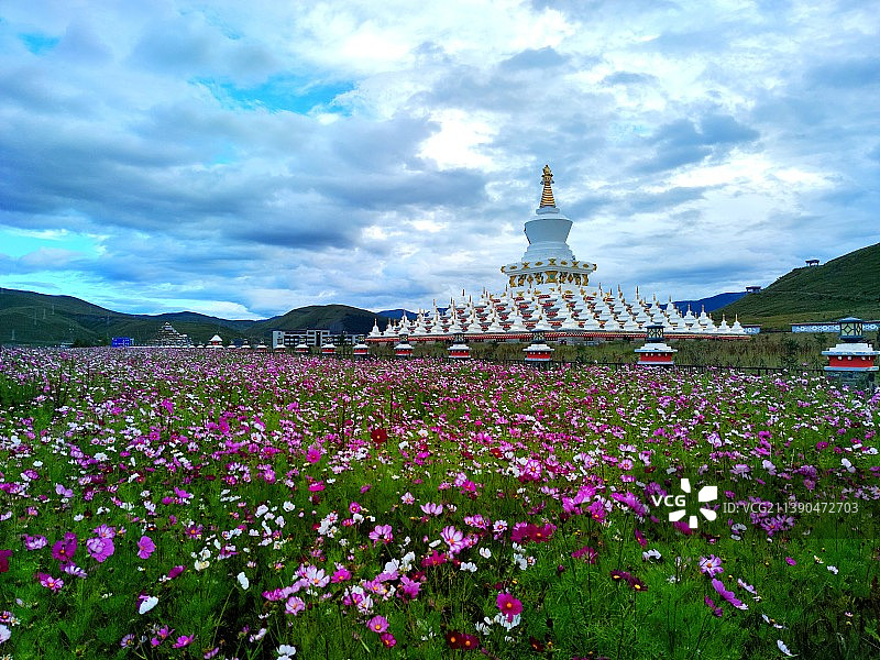 花海中的图片素材