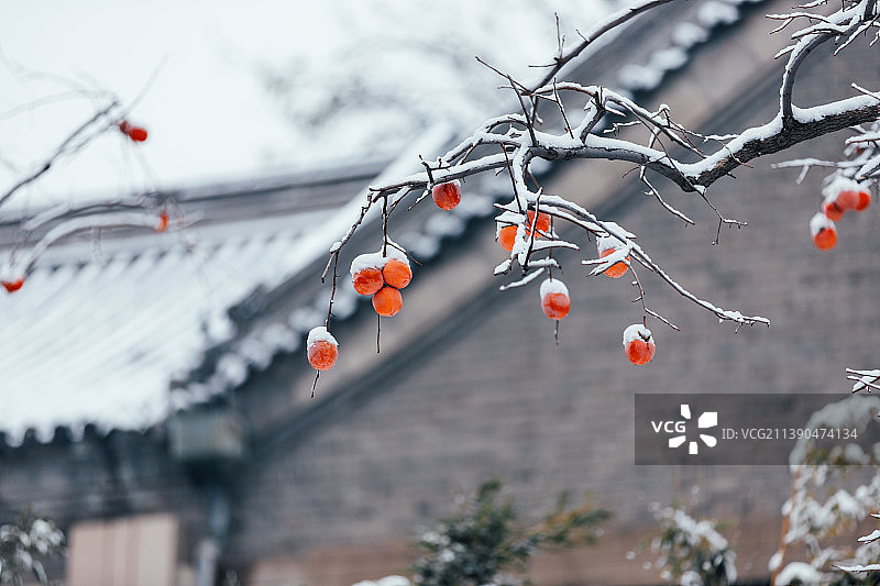 冬季雪中的柿子图片素材