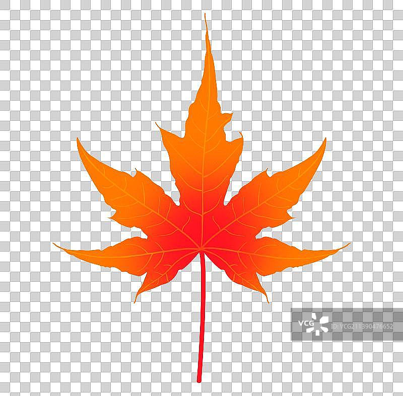 秋天红色枫叶叶植物插画元素，红色植物图鉴图片素材