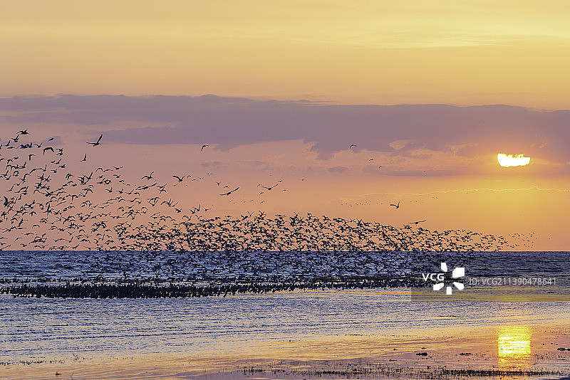 春季辽东湾傍晚的海边，迁徙鹬鸟觅食形成的鸟浪。图片素材