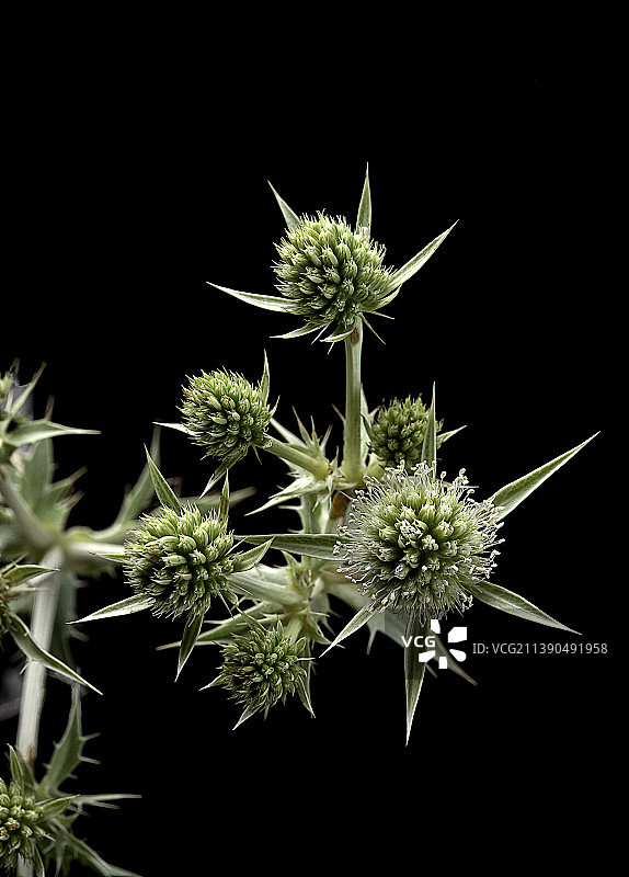 草原蓝刺头图片素材