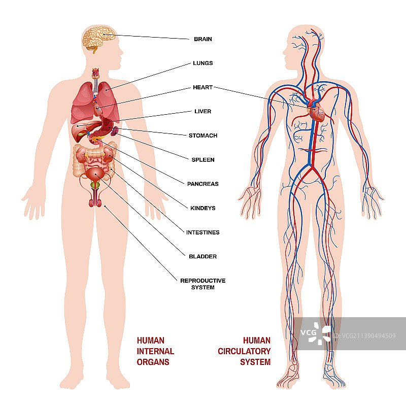 人体内部器官循环系统示意图图片素材