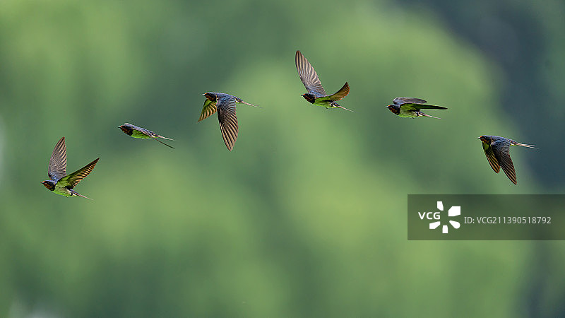 家燕飞行图图片素材