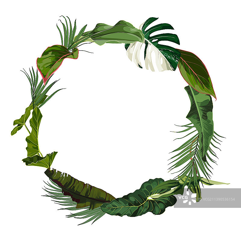 白色背景上的绿色热带树叶花环图片素材