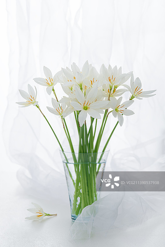 窗前白纱上的白色兰花图片素材