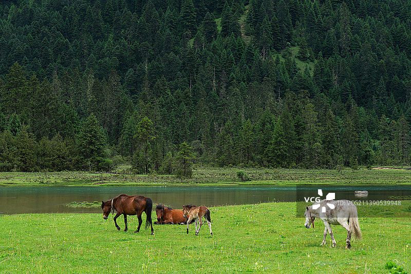 林芝新措河边草地上的马图片素材