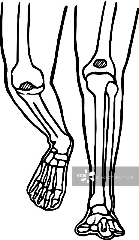 手绘人腿解剖结构图标图片素材