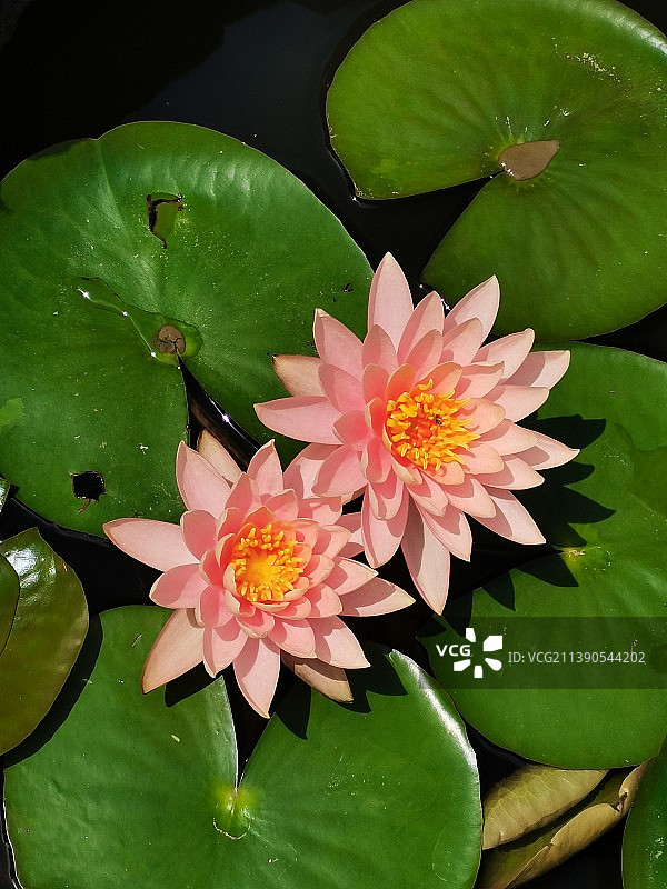 双莲并蒂图片素材