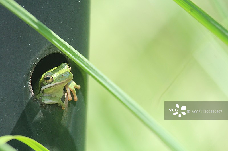树上欧洲树蛙在叶子上的特写图片素材