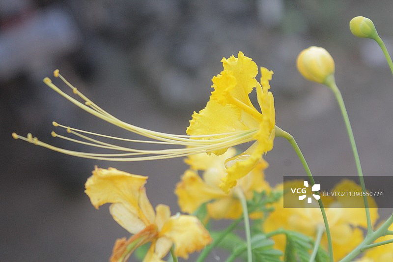 黄色开花植物的特写图片素材