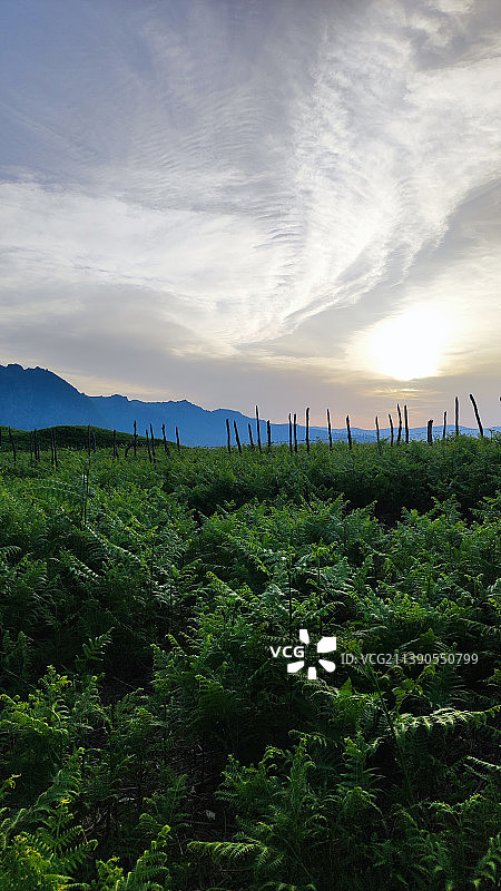 吉兰省日落时分田野风光，伊朗图片素材